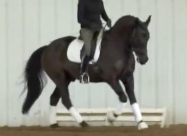 dressage horse for sale in New York United States 